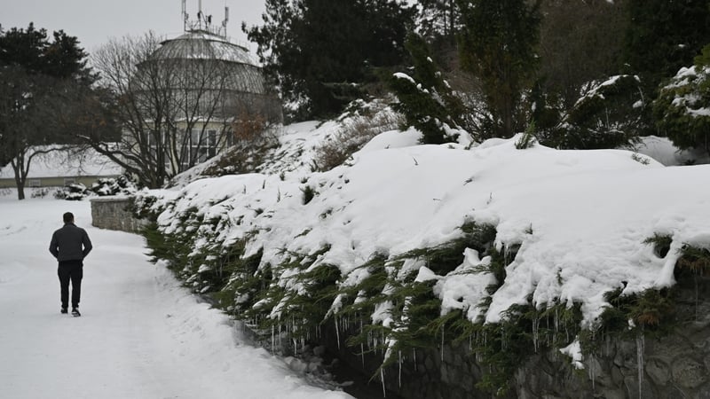 Snow-covered plants in the National Botanical Garden in Ukraine