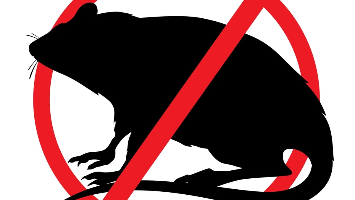 Rats the size of dogs – a Dublin communities' turmoil 