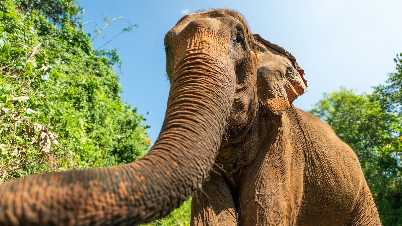 Study unlocks the secrets of whiskers on elephant trunks