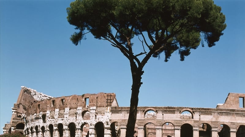 a tall tree stands in front of the Colosseum in rome