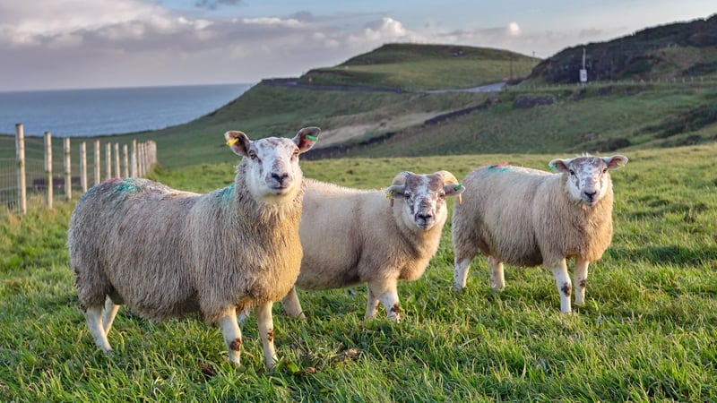 3 lambs grazing pasture near the coast of Ireland
