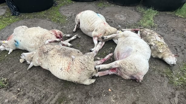 Four sheep lay dead following a dog attack in County Monaghan