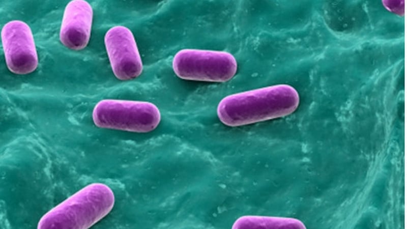 Image of biology specimens under a microscope