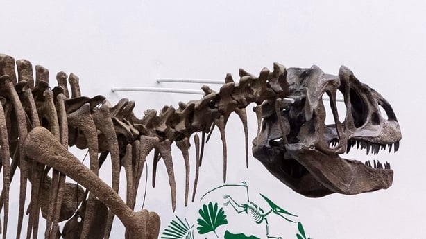 domain_dinosaurs_glucksman