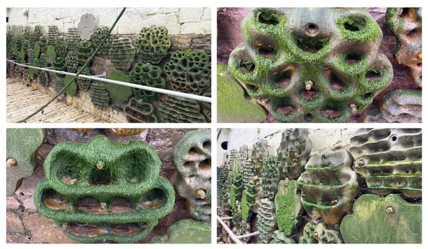 Cobh Living Seawall, Comp2