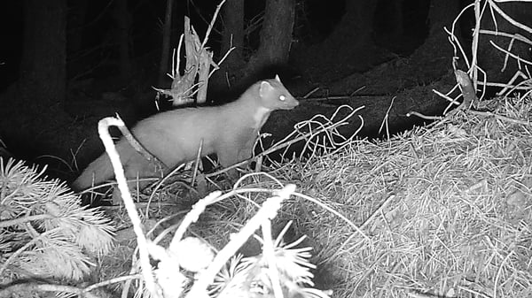 A monochrome image of a pine marten walking through scrub at night