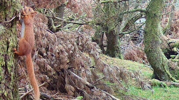 red squirrel climbing a tree in a forest