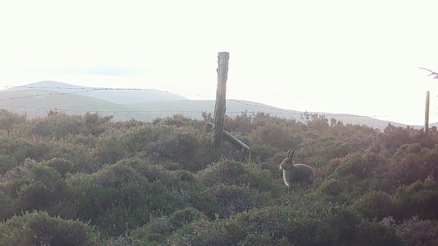 A hare crouching on moorland in Wicklow with a fence behind