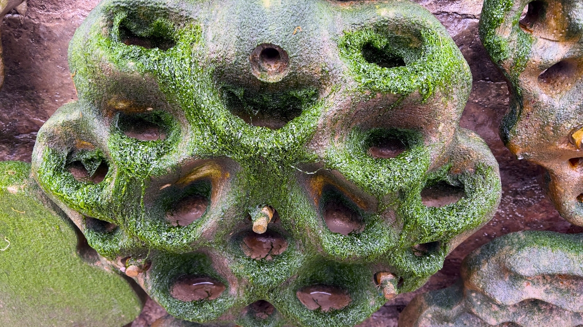 Report - Ireland’s First "Living Seawall" In Cobh