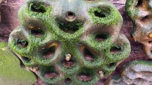 Report - Ireland’s First "Living Seawall" In Cobh show image