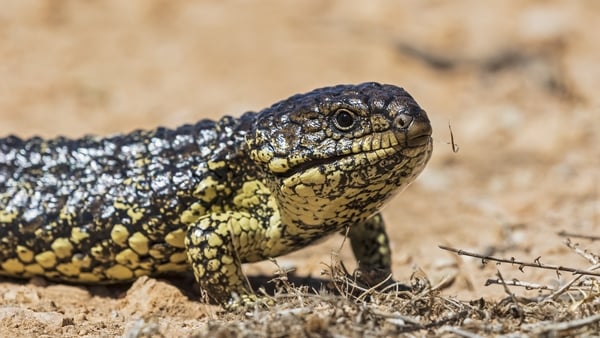 A shingleback lizards is pictured on the ground