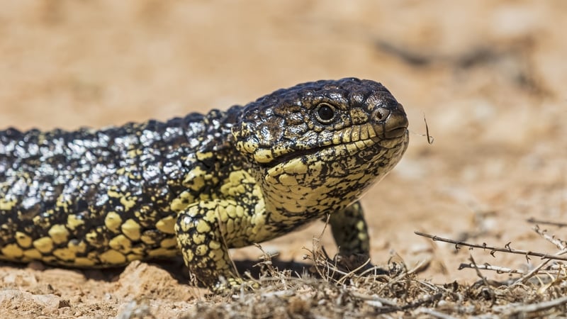 A shingleback lizards is pictured on the ground