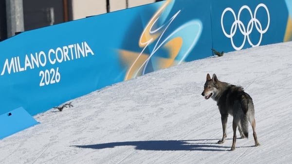 Husky_Winter Olympics
