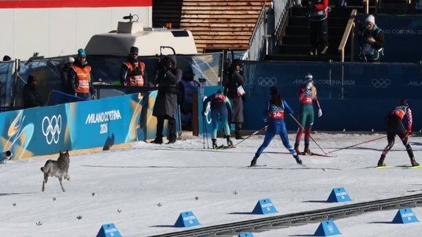 Husky_Winter Olympics