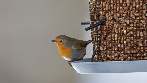 European robin (Erithacus rubecula) perched on side of garden bird feeder filled with peanuts in winter