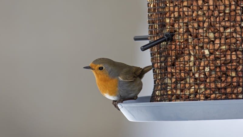 European robin (Erithacus rubecula) perched on side of garden bird feeder filled with peanuts in winter