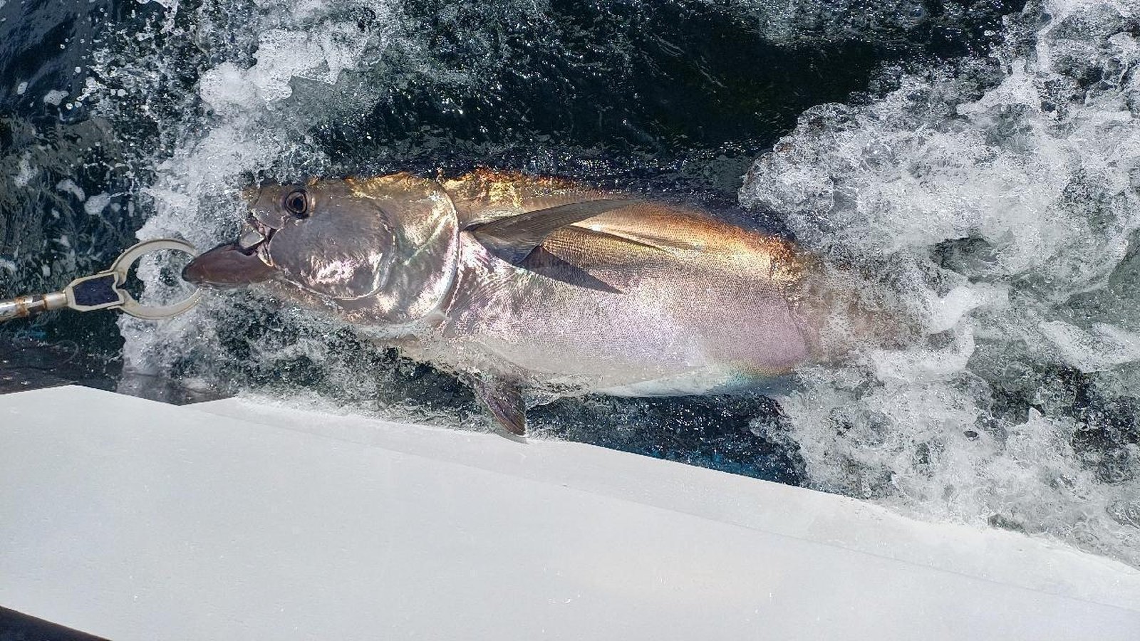 Skippers sought for bluefin tuna research