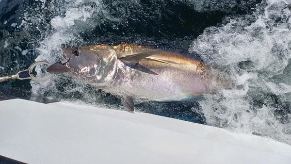 Atlantic bluefin tuna in the water