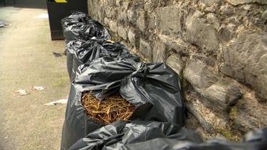 Increase in horse manure dumping in Liberties area of Dublin