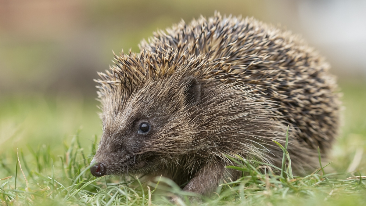 Bid to encourage protection for hedgehogs as numbers plummet