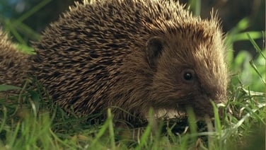 How can you be a hedgehog helper?