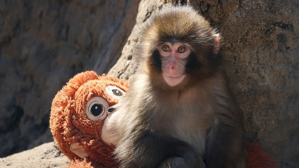 This photo taken on February 19, 2026 shows a seven month-old male macaque monkey named Punch, who was abandoned by his mother shortly after birth, sitting with a stuffed orangutan toy at Ichikawa City Zoo and Botanical Gardens in Chiba Prefecture. (Photo