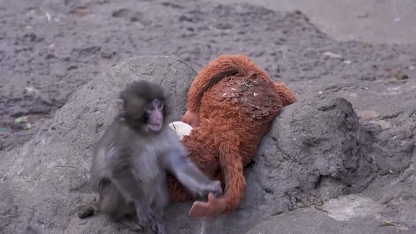 Fans flock to Japan zoo to see viral baby monkey Punch