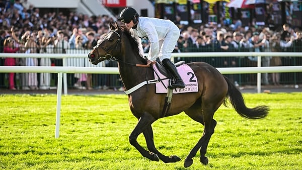 Kildare , Ireland - 2 May 2025; Jockey James Bowen and Constitution Hill go to post before the Boodles Champion Hurdle on day four of the Punchestown Festival at Punchestown Racecourse in Kildare. (Photo By Seb Daly/Sportsfile via Getty Images)