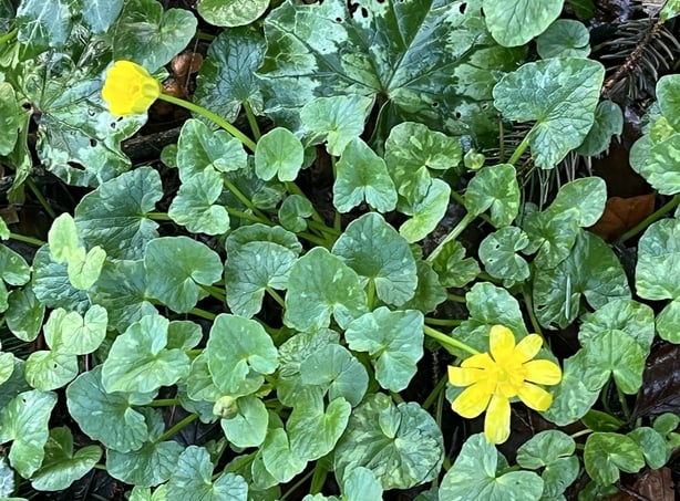 Close up of lesser celandine