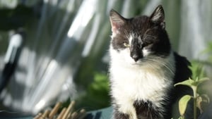 Suaimhneas show image