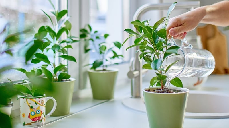 Hand with water can watering indoor plants on kitchen counter