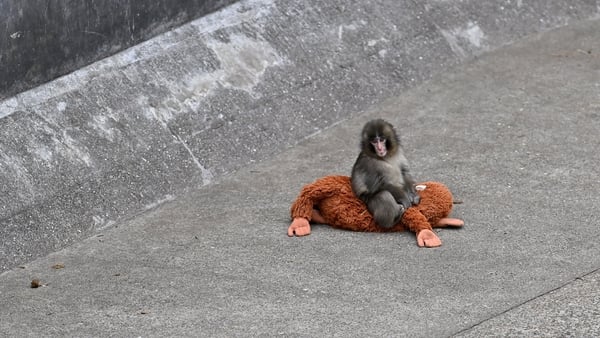 a baby monkey sits on a stuffed animal