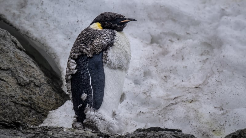 an emperor penguin stands on a rocky ground with snow in the background