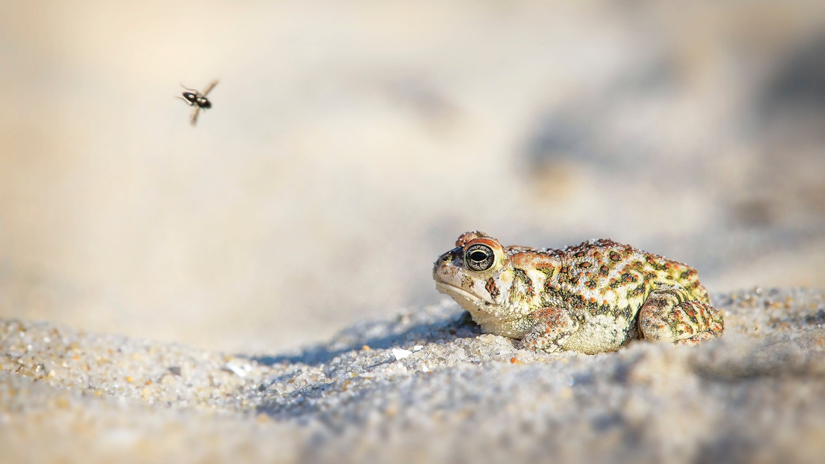 A new study on how animals see the world differently from one another