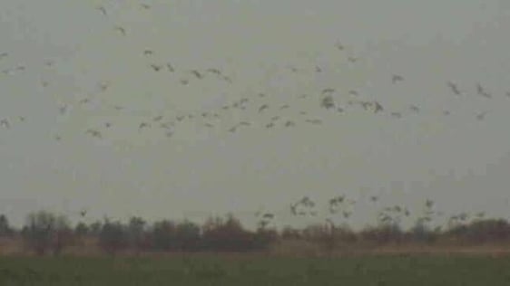 White-fronted geese, Raven Nature Reserve (1991)