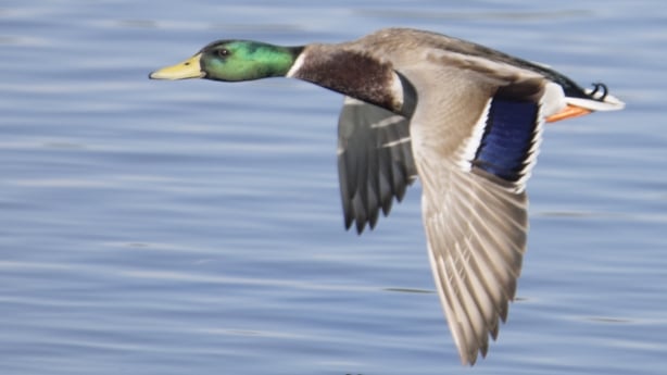 Mallard Duck