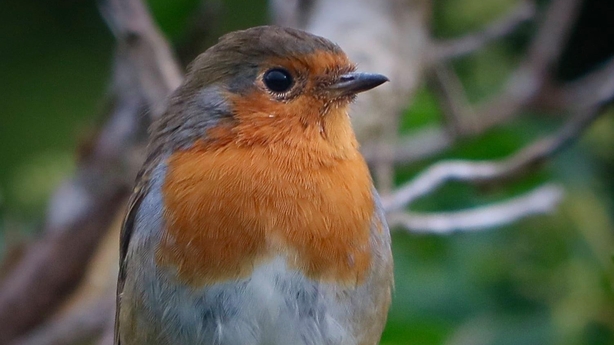 Photo taken by RTÉ staff member Gail Henry 