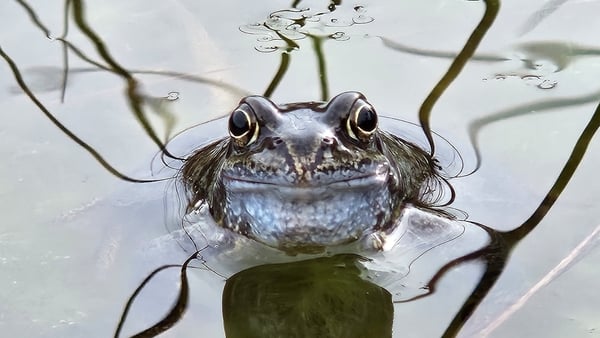 The common frog
