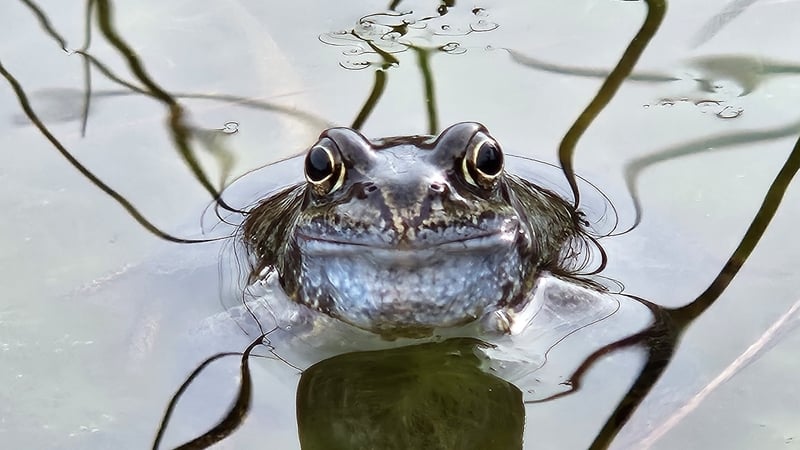The common frog