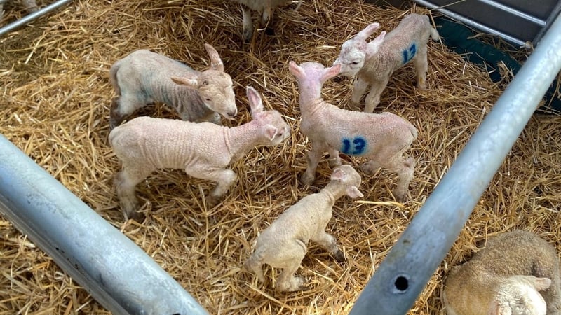 five lambs are seen standing on straw in a pen