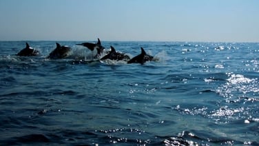 ‘Vitally important’ initiative to protect marine wildlife