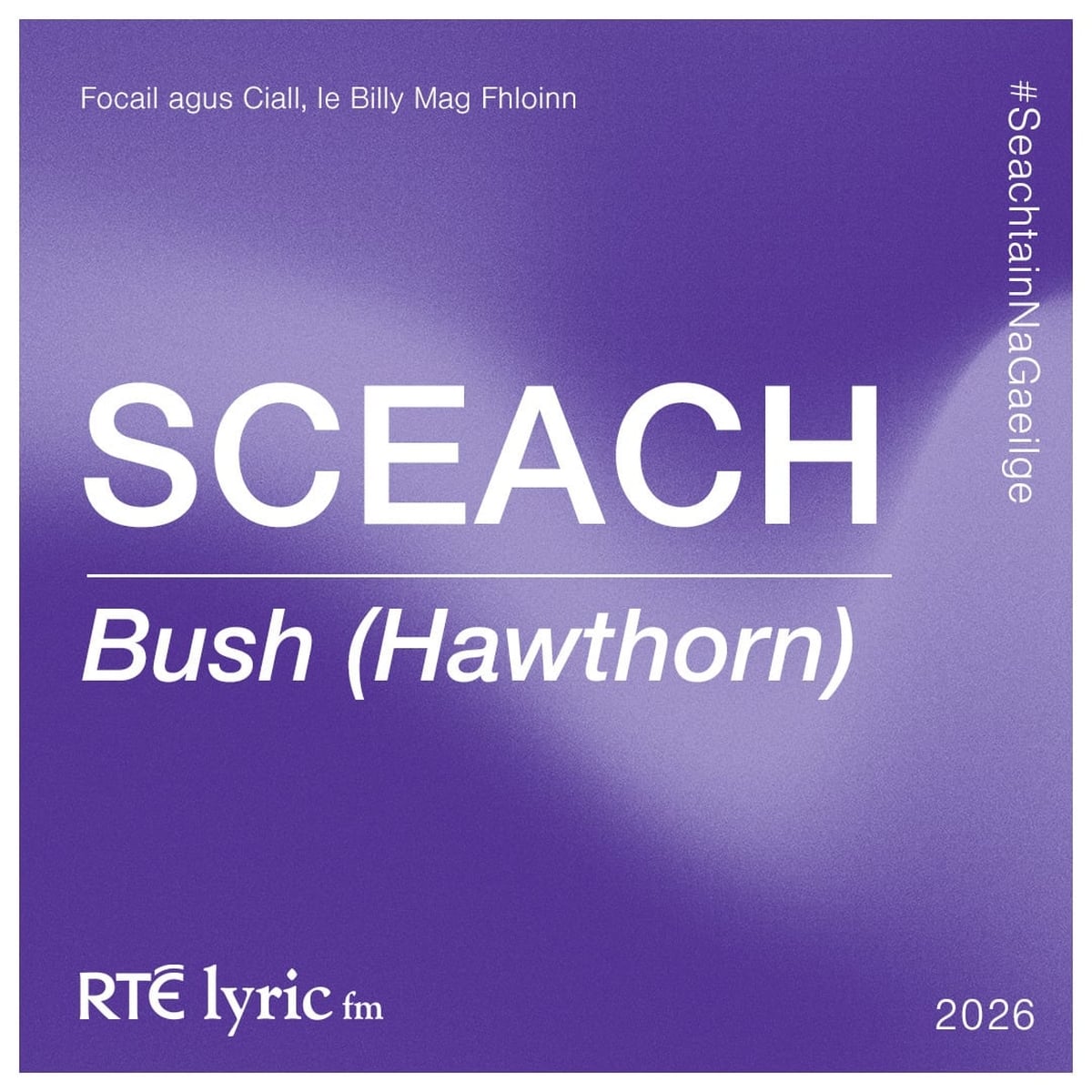 Sceach | Focail agus Ciall, le Billy Mag Fhloinn