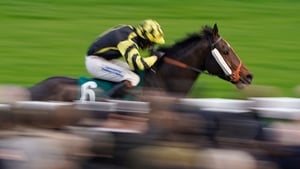 Cáil na hÉireann faoin spotsholas arís ag Cheltenham show image