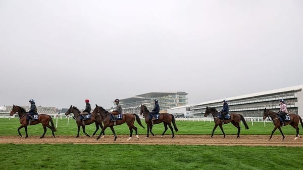 Horses and their jockeys walking at a racing track