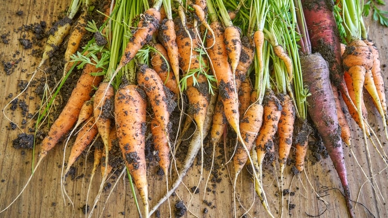 Carrots - stock pic - GETTY