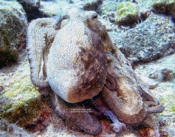 octopus_photo_by_vinny_hyland