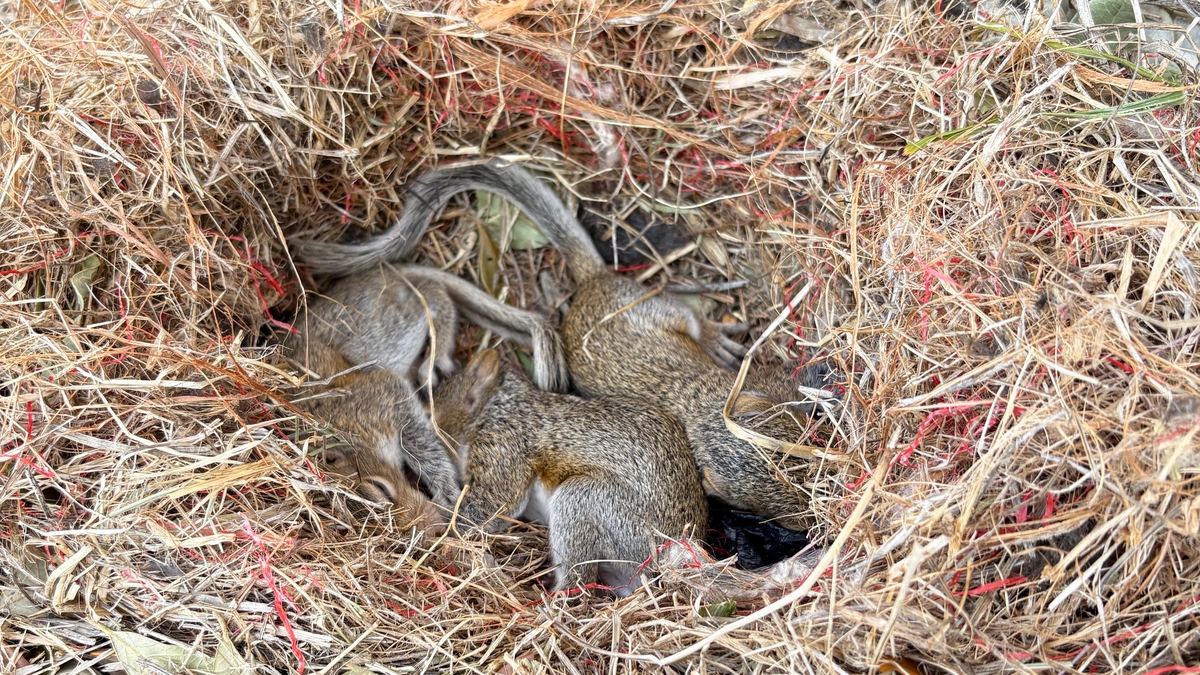 Squirrels In A Bbq?!