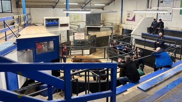 The sales ring at Athenry Mart in County Galway
