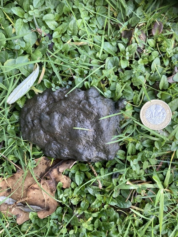 Do you know what this poo is?