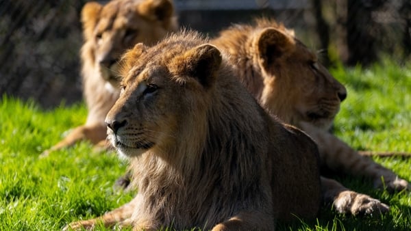 Fota Wildlife Park's three endangered Asiatic lion cubs named Theo, Rakesh and Thor